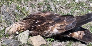 Ο νεκρός χρυσαετός