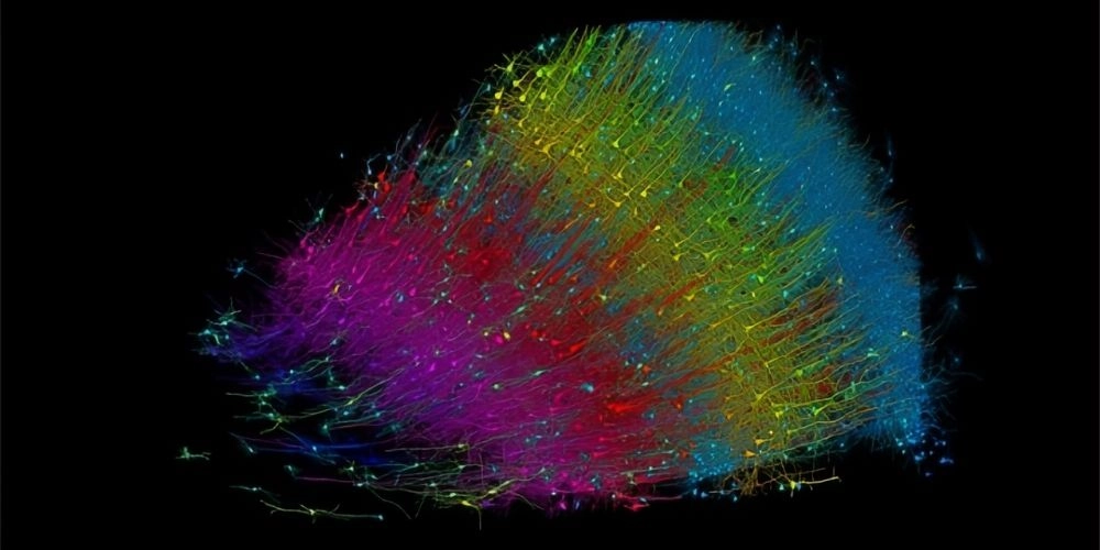 Τρισδιάστατη ανακατασκευή τμήματος του ανθρώπινου εγκεφάλου