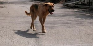 Αδέσποτος Σκύλος