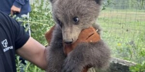 ΑΡΚΤΟΥΡΟΣ - Διάσωση μωρό αρκουδάκι