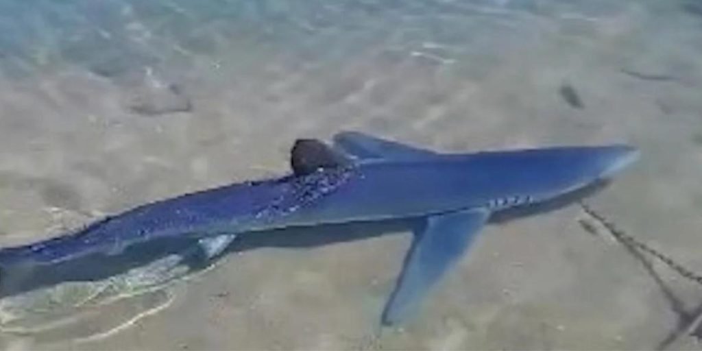 Γαλάζιος Καρχαρίας