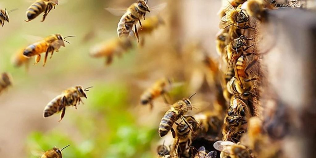 Σμήνος Μελισσών επιτέθηκε σε ανθρώπους στη Μυτιλήνη