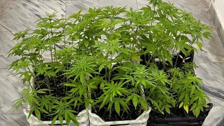 Δενδρύλλια Κάνναβης/ΑΠΕ - ΜΠΕ