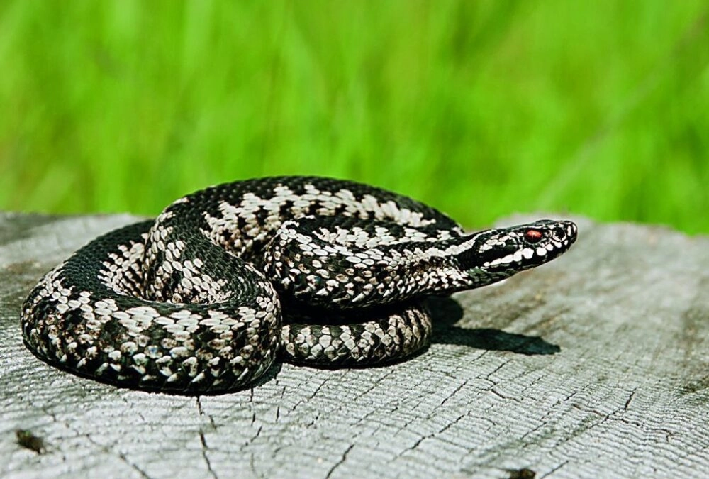 Τραυματισμός άνδρα στην Πάτρα από οχιά