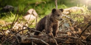 Μωρό αρκουδάκι