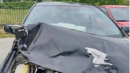 Το Ι.Χ. που χτύπησε με αρκούδα/Περιβαλλοντική Οργάνωση «Καλλιστώ»