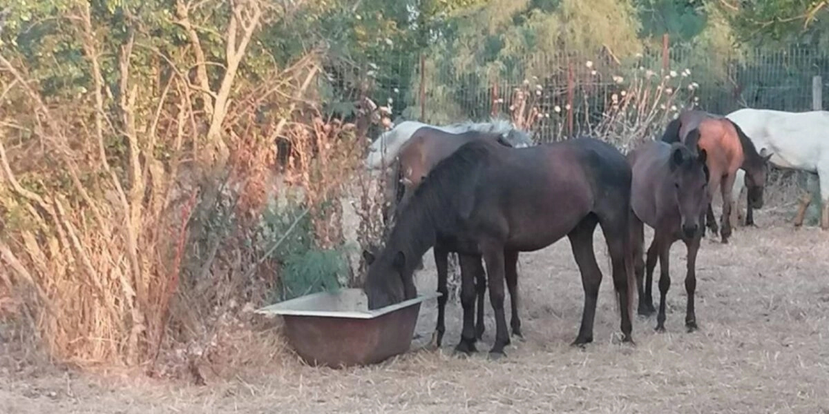 Νεκρά άλογα στον Έβρο, από λειψυδρία