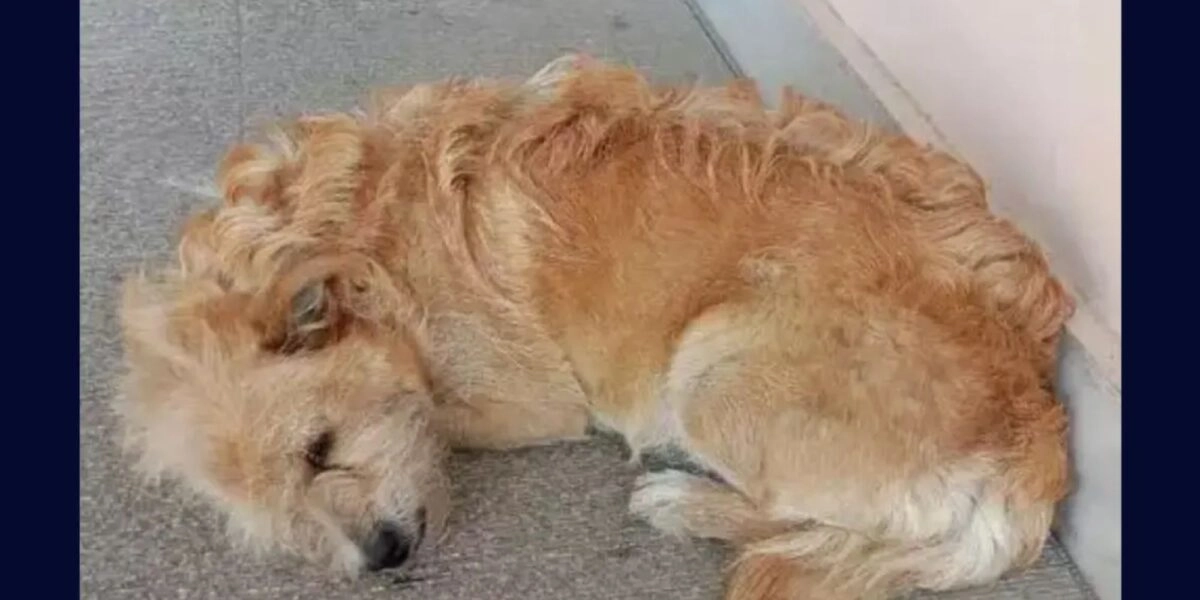 Ο Χάτσικο των Τρικάλων