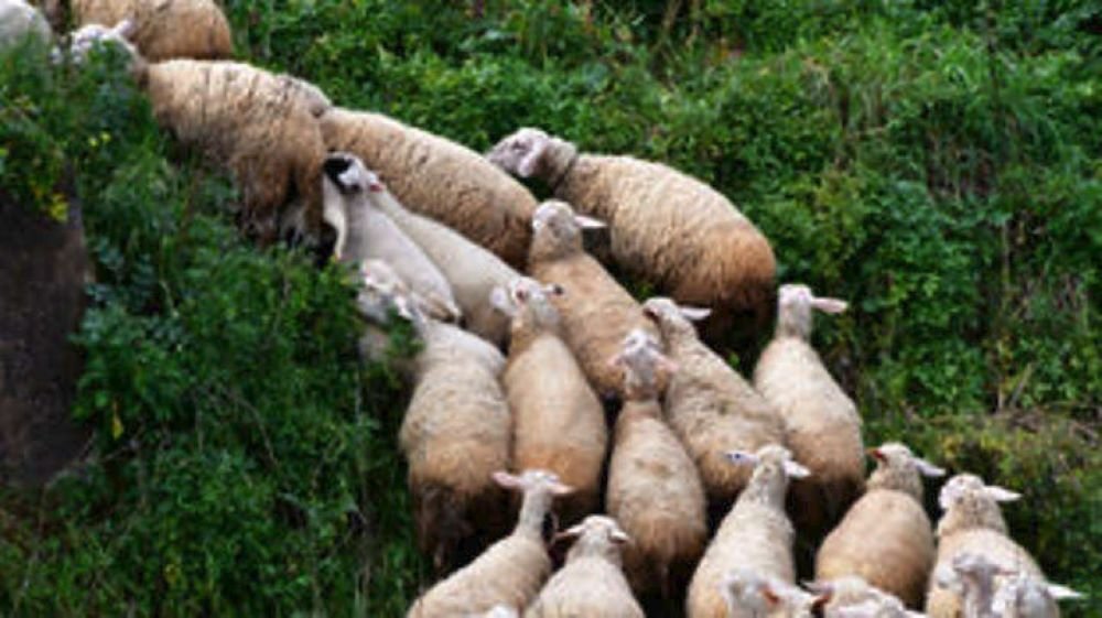 Κοπάδι με πρόβατα
