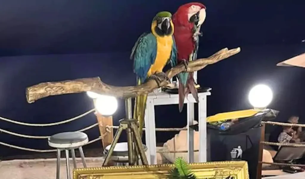 Παπαγάλοι στη Χαλκιδική
