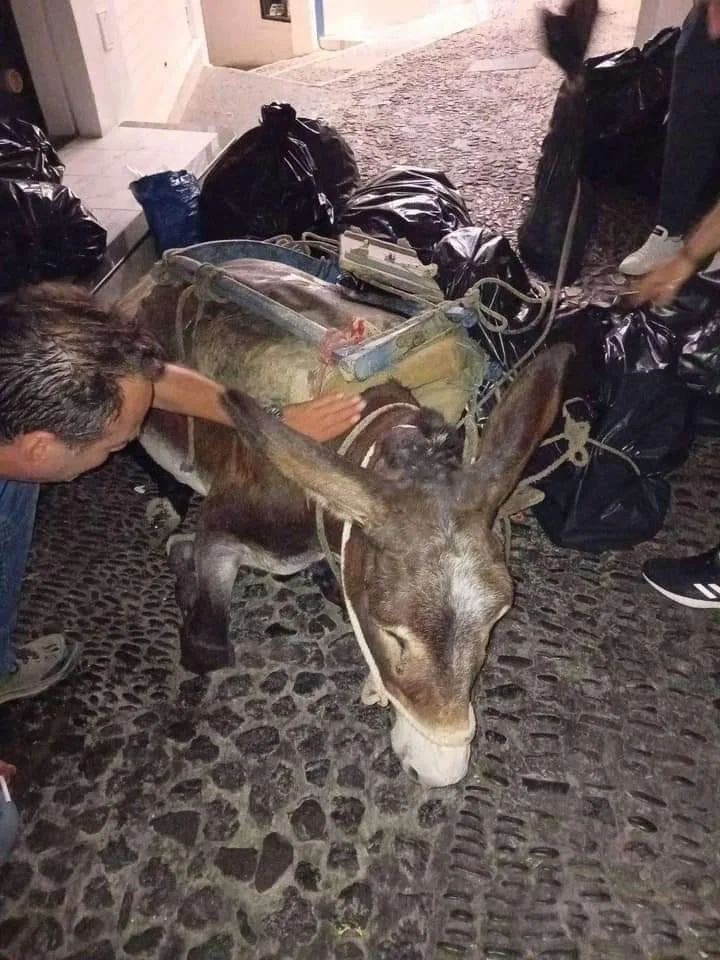 Καταπονημένα γαϊδουράκια στη Σαντορίνη