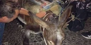 Καταπονημένο γαϊδουράκι στη Σαντορίνη