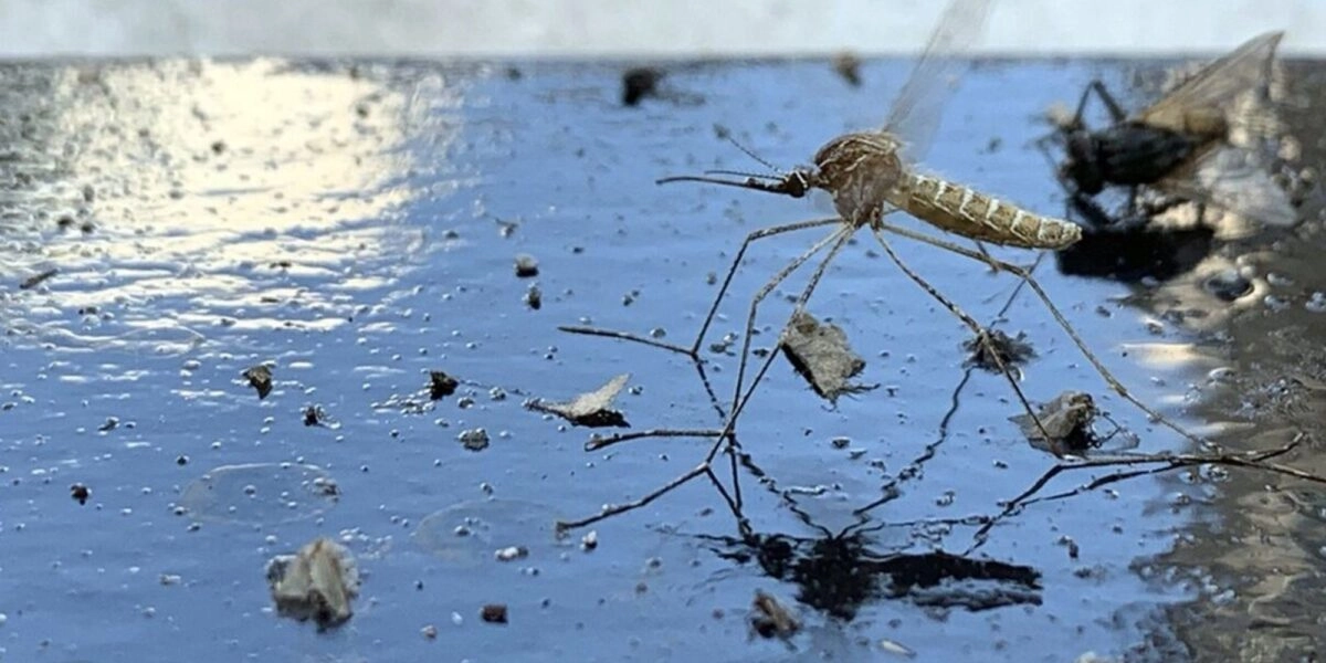 Ο Ιος Δυτικού Νείλου απειλεί και φέτος