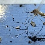 Ιός Δυτικού Νείλου: Κρούσματα σε 5 περιφέρειες - «Προφυλαχθείτε από τα κουνούπια»