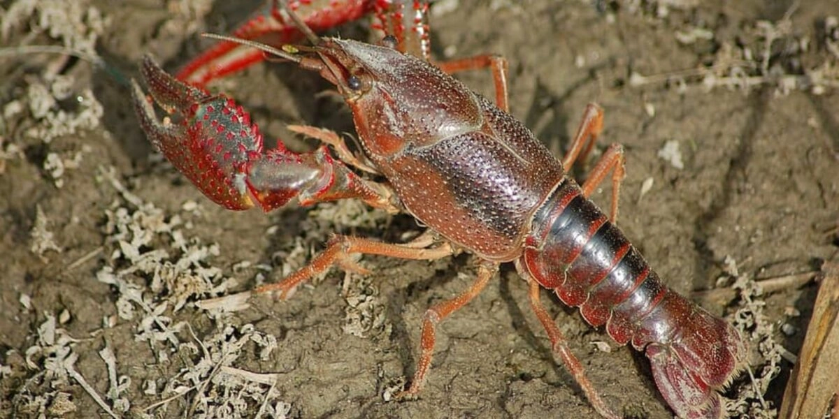 Πανώλη Καραβίδας