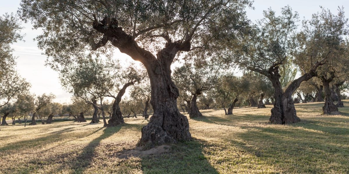 Ελαιόδεντρα