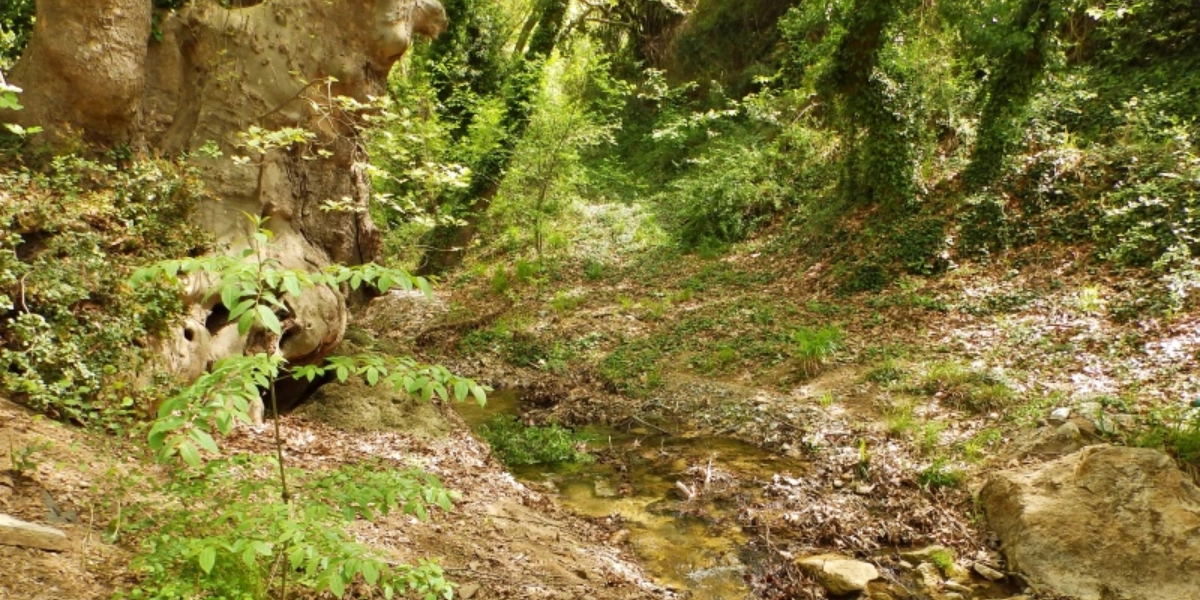 Θεσσαλονίκη: Στις φυλακές για παράνομη υλοτόμηση οδηγήθηκαν πατέρας και γιος