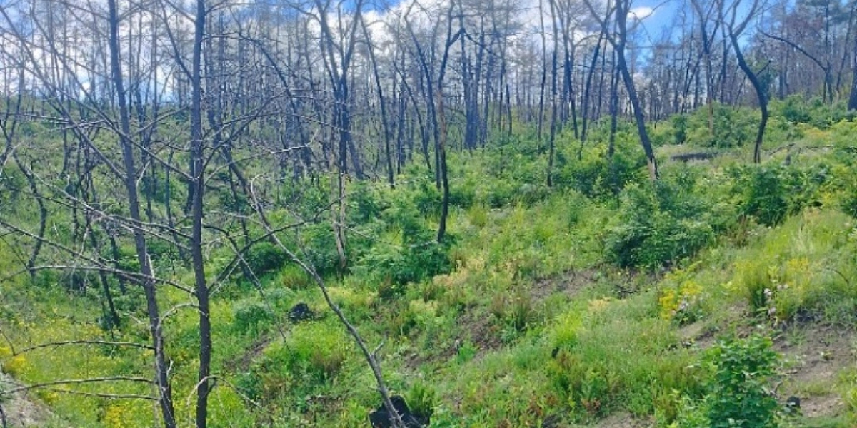 Δαδιά: Προσπάθειες αναγέννησης του καμένου δάσους δύο χρόνια μετά