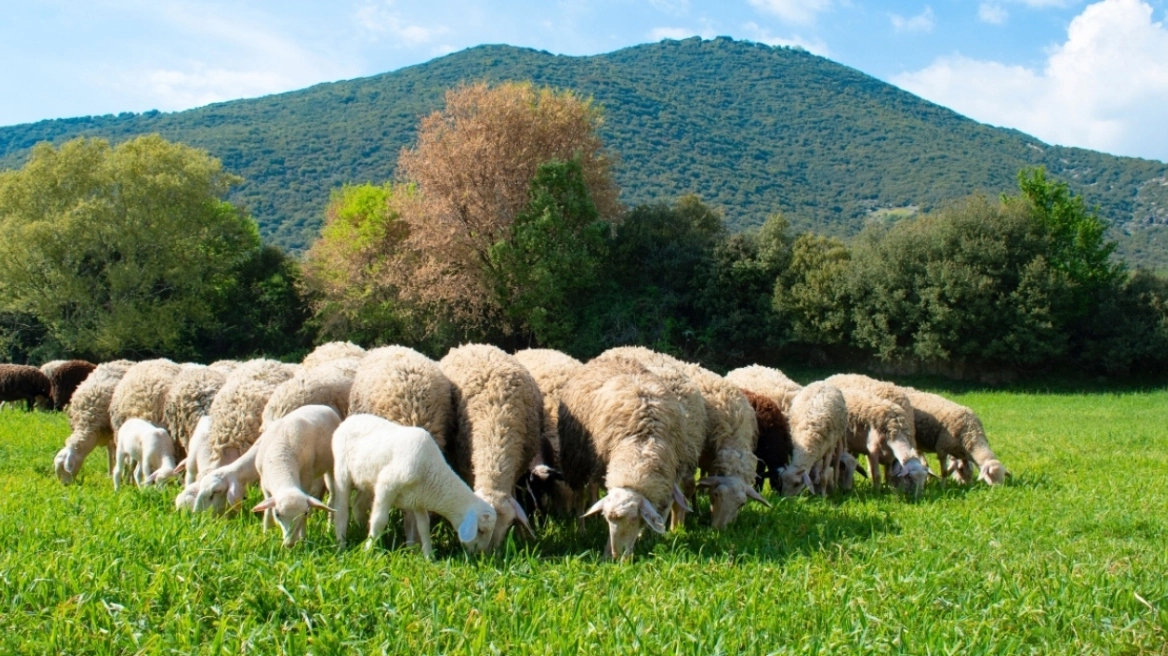 Νέα κρούσματα ευλογιάς των αιγοπροβάτων στη Μαγνησία – Οδηγούνται σε θανάτωση 1400 ζώα