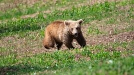 ΑΡΚΟΥΔΑ ΑΠΕ-ΜΠΕ