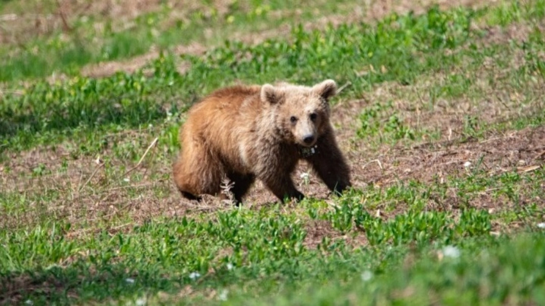 ΑΡΚΟΥΔΑ ΑΠΕ-ΜΠΕ
