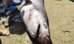 Ράδιο Λήμνος