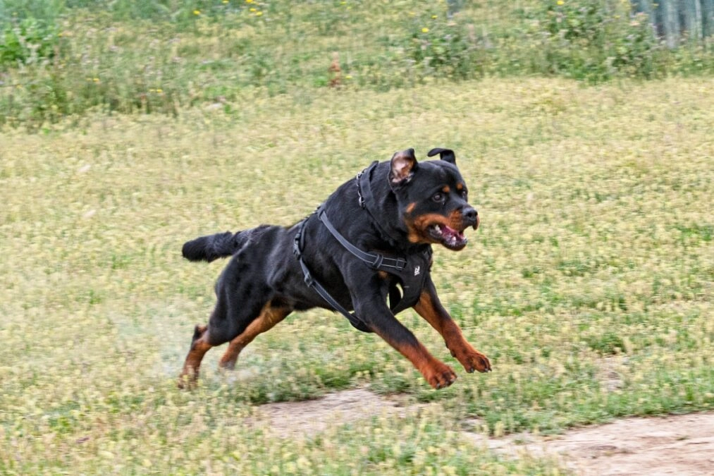 Καλαμάτα: Επίθεση από ροντβάιλερ δέχθηκε 76χρονος – Αστυνομικός πυροβόλησε το σκυλί