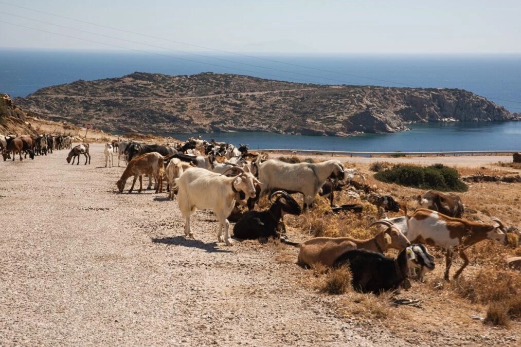 ΟΠΕΚΕΠΕ: Δύο ακόμη απολογίες για παράνομες επιδοτήσεις ύψους 2.000 ευρώ συνολικά
