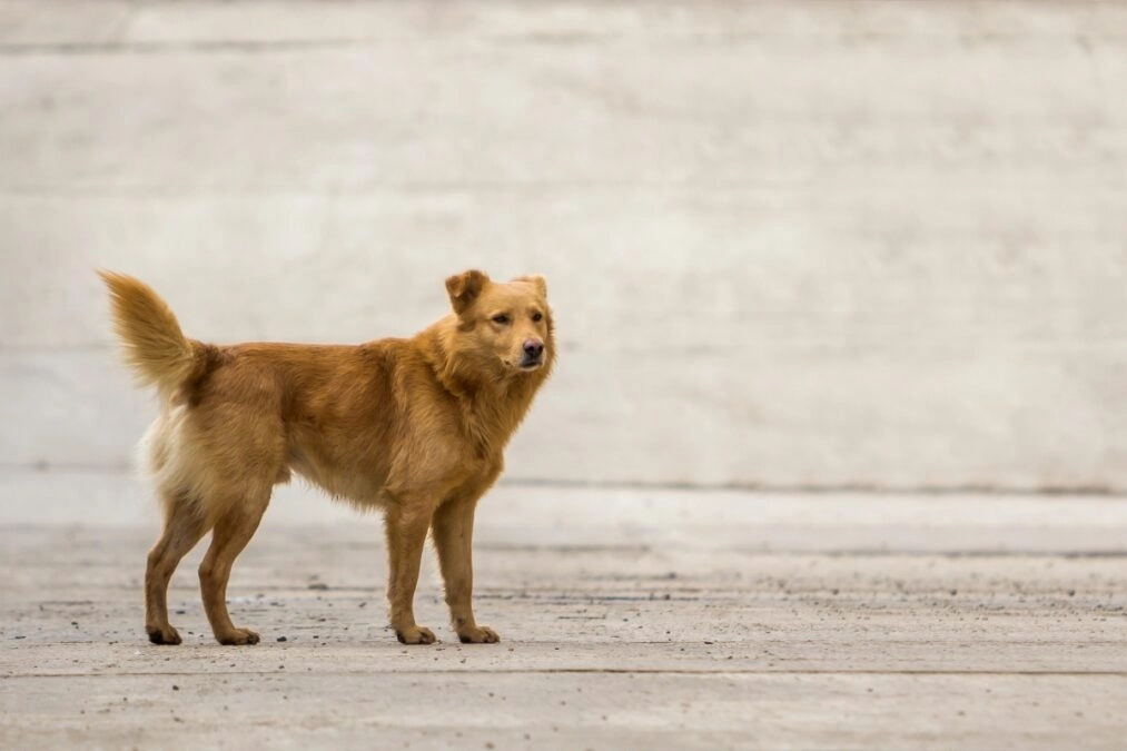 Άργος: Στο χειρουργείο 17χρονη από επίθεση αδέσποτων σκύλων