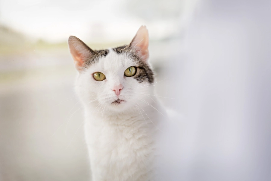 Σοκ στη Θεσσαλονίκη: Ζευγάρι εξέτρεφε γάτες για να τις τρώει