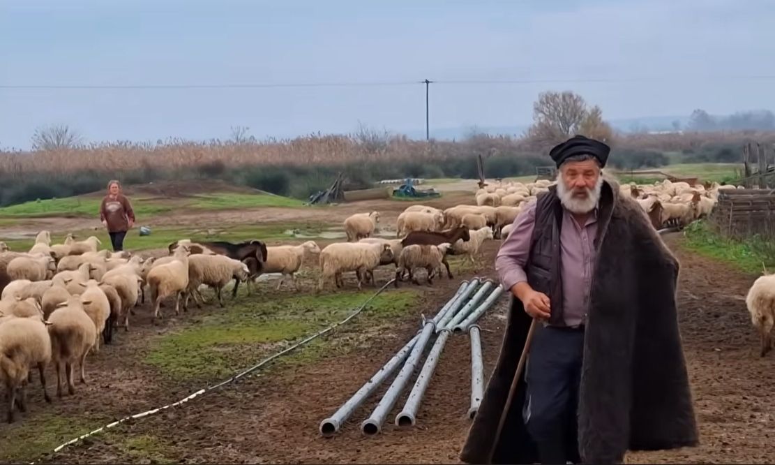 Κατέρρευσε ο κτηνοτρόφος που αποχαιρέτησε με δάκρυα τα 450 πρόβατά του – Νοσηλεύεται στο νοσοκομείο(video)