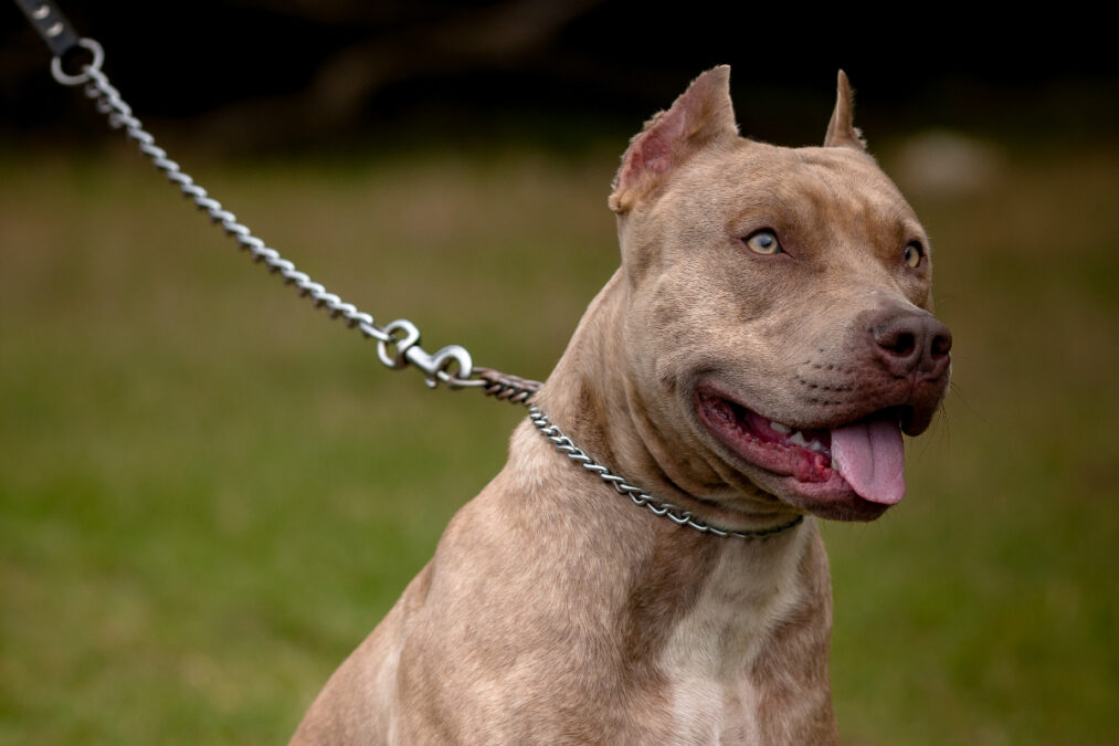 Ζάκυνθος: Περισσότερα από 30 αιτήματα υιοθεσίας του pitbull που δάγκωσε θανάσιμα το 2χρονο