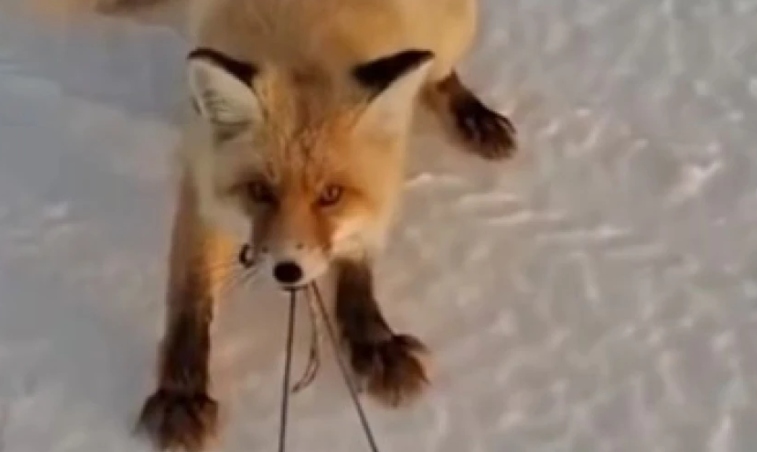 Αλεπού κλέβει… ψάρια από έλκηθρο και γίνεται viral στο ίντερνετ (Δείτε το Video)