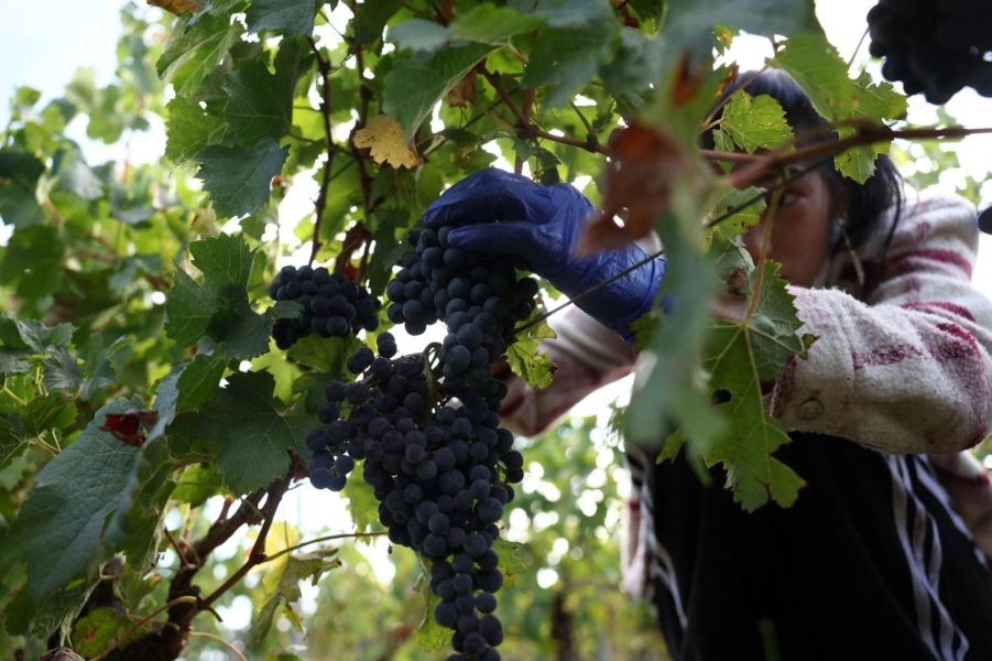 Το Ευρωπαϊκό Κοινοβούλιο θέλει να βοηθήσει τους οινοπαραγωγούς να αντιμετωπίσουν νέες προκλήσεις © ROMAIN PERROCHEAU / AFP