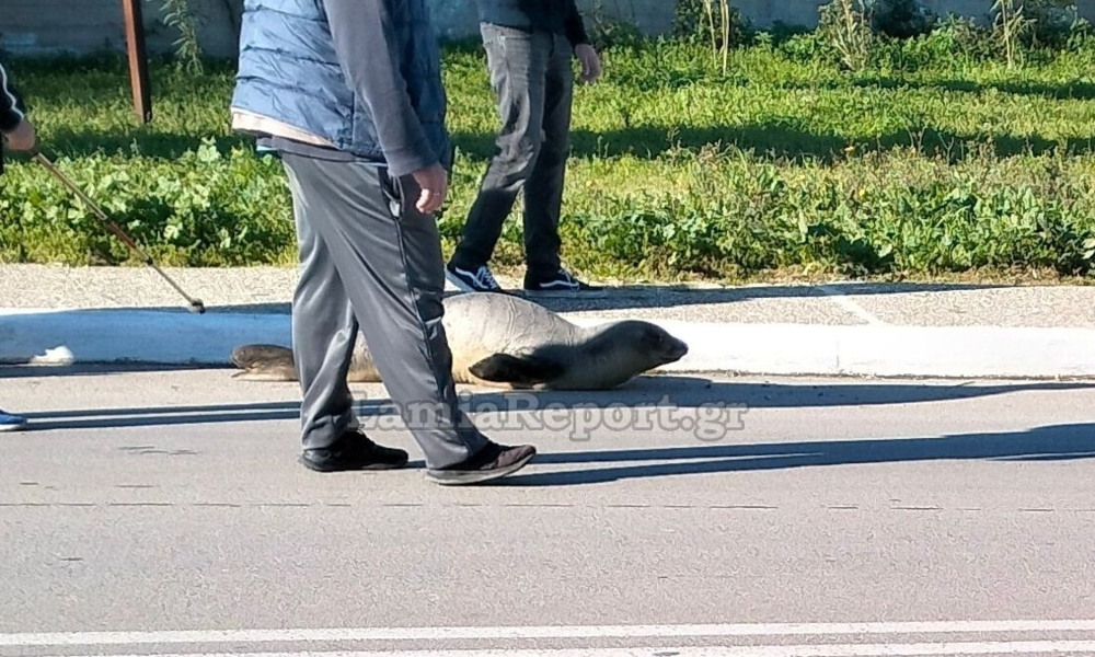 Φθιώτιδα: Μικρή φώκια περπατάει στους δρόμους της Αρκίτσας – Δείτε το βίντεο