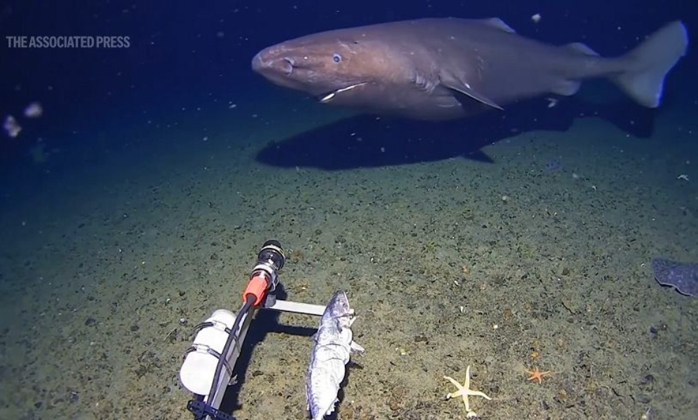 Για πρώτη φορά εντοπίστηκε καρχαρίας στα παγωμένα νερά της Ανταρκτικής(video)