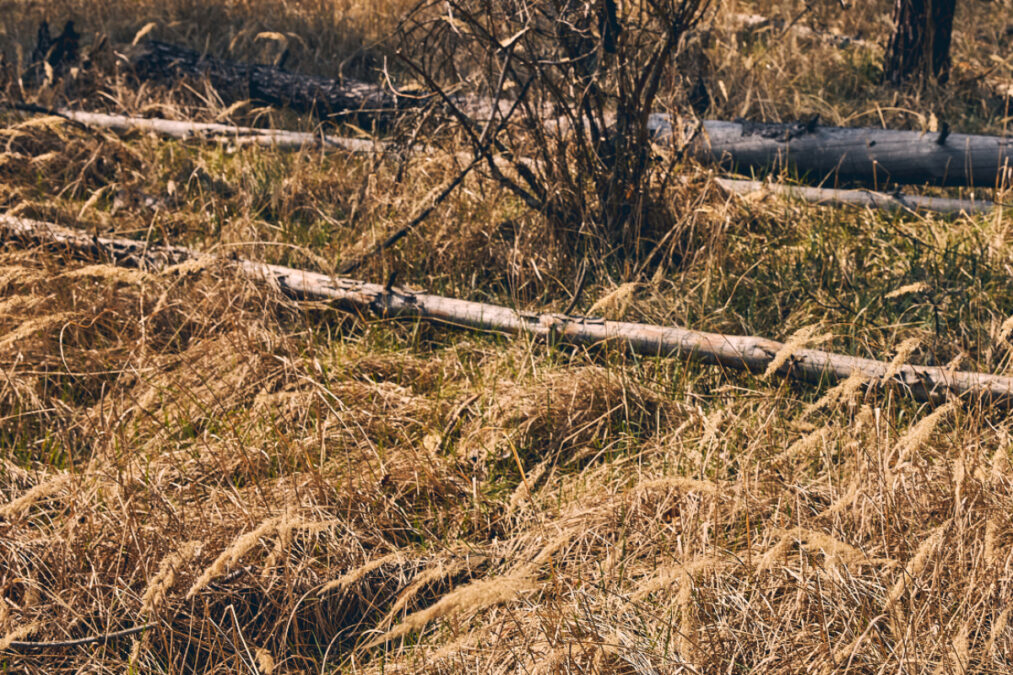 Καθαρισμός οικοπέδων: Έως τις 15 Ιουνίου η προθεσμία υποβολής – Τι αλλάζει τη φετινή αντιπυρική περίοδο