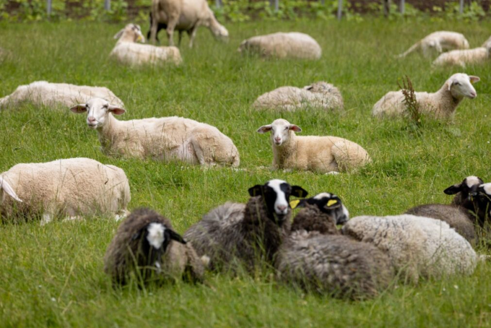 Αφθώδης πυρετός: Καθολικό lockdown στα κτηνοτροφικά προϊόντα της Λέσβου