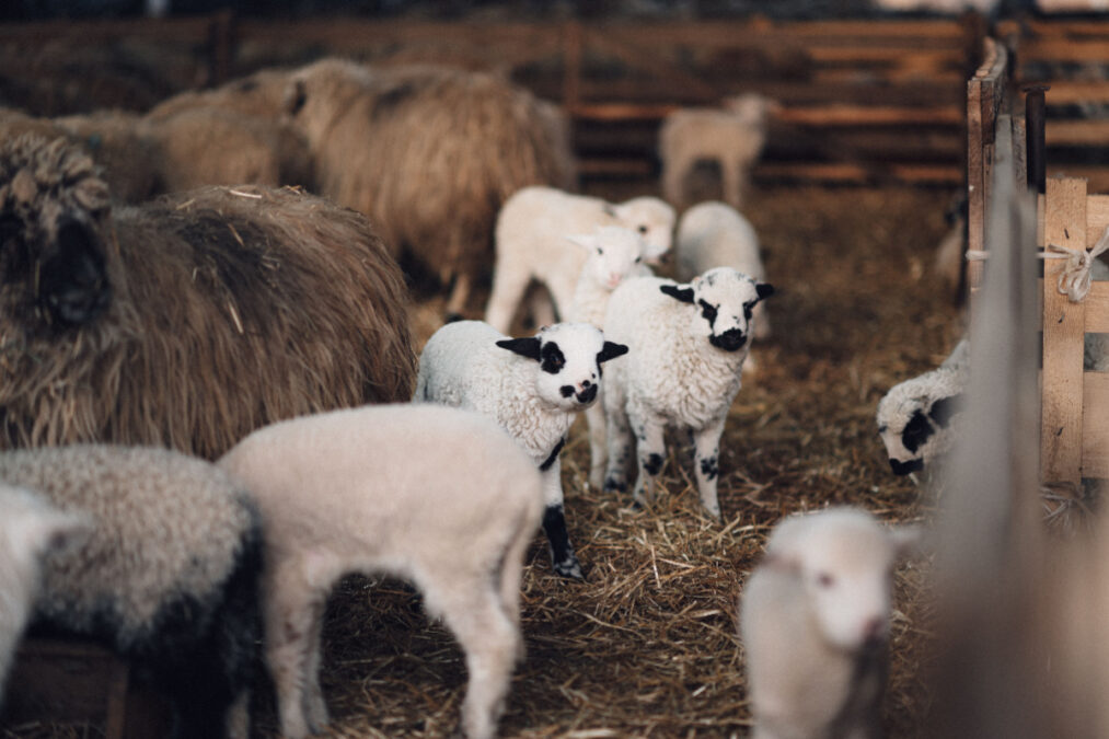 Λέσβος: Εντοπίστηκε δεύτερο κρούσμα αφθώδους πυρετού – Κινητοποιήσεις από τους κτηνοτρόφους