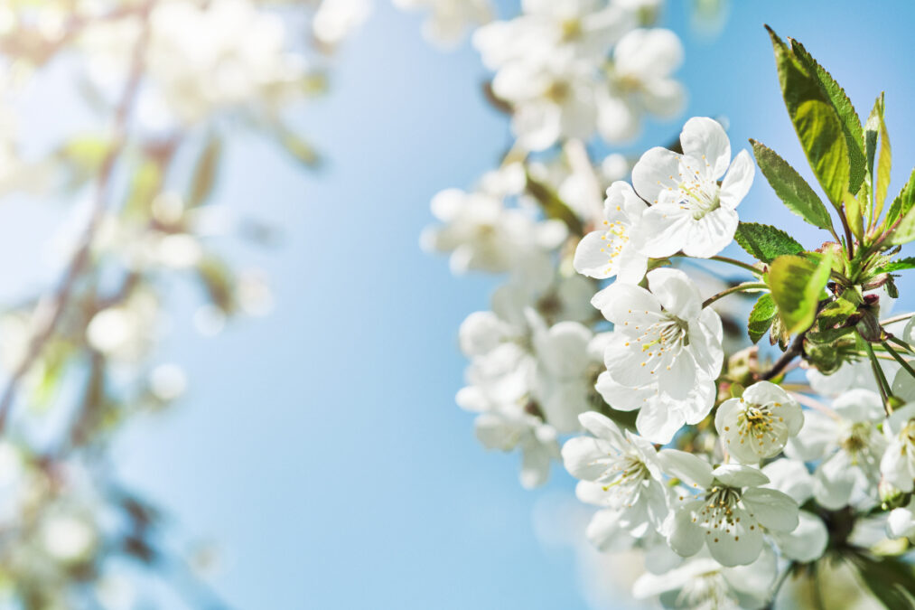 Καιρός: Επιστρέφει η άνοιξη με 26 βαθμούς – Βροχές σε Κρήτη και Δωδεκάνησα