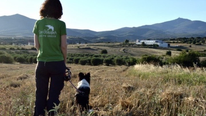 Σκύλοι ανιχνευτές δολωμάτων, ναρκωτικών και όπλων – Τα επόμενα βήματα στην εκπαίδευσή τους